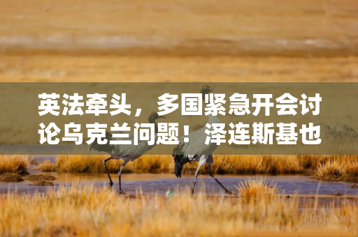 英法牵头，多国紧急开会讨论乌克兰问题！泽连斯基也参加！