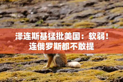 泽连斯基猛批美国：软弱！连俄罗斯都不敢提