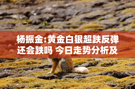 杨振金:黄金白银超跌反弹还会跌吗 今日走势分析及操作建议