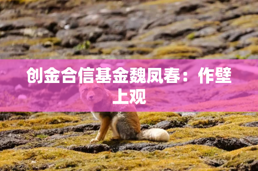 创金合信基金魏凤春：作壁上观