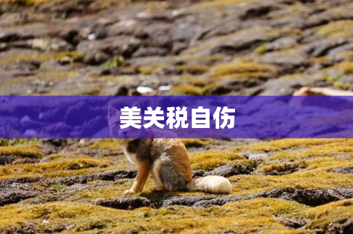 美关税自伤