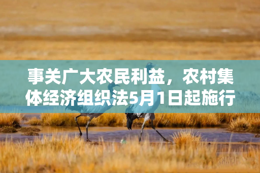 事关广大农民利益，农村集体经济组织法5月1日起施行