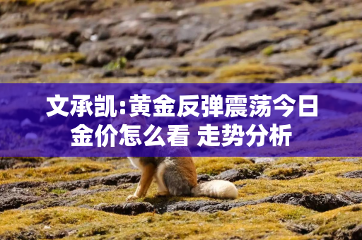 文承凯:黄金反弹震荡今日金价怎么看 走势分析