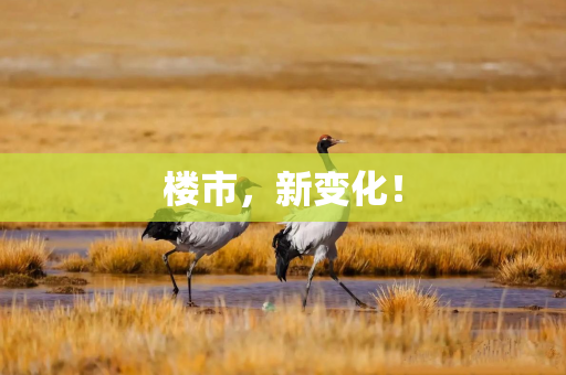 楼市，新变化！