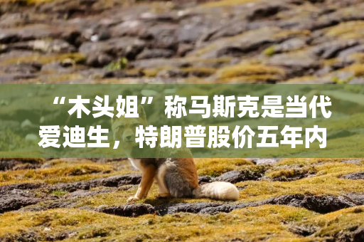 “木头姐”称马斯克是当代爱迪生，特朗普股价五年内将达2600美元
