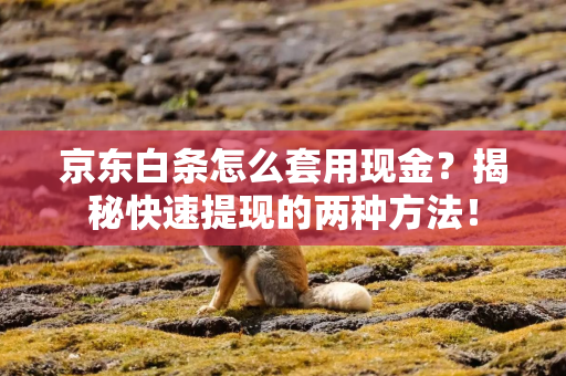 京东白条怎么套用现金？揭秘快速提现的两种方法！
