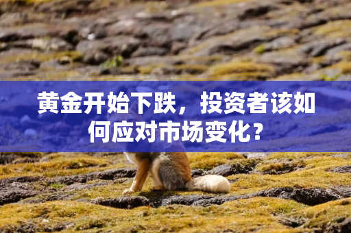 黄金开始下跌，投资者该如何应对市场变化？