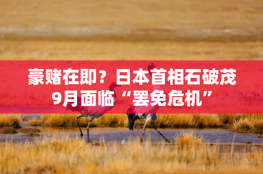 豪赌在即？日本首相石破茂9月面临“罢免危机”