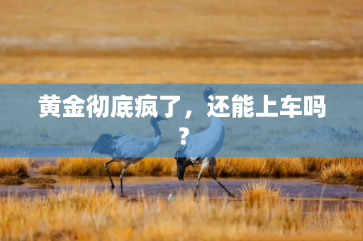 黄金彻底疯了,还能上车吗?