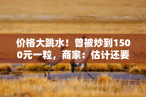 价格大跳水！曾被炒到1500元一粒，商家：估计还要跌……
