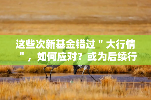 这些次新基金错过＂大行情＂，如何应对？或为后续行情提供＂弹药＂