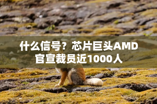 什么信号？芯片巨头AMD官宣裁员近1000人