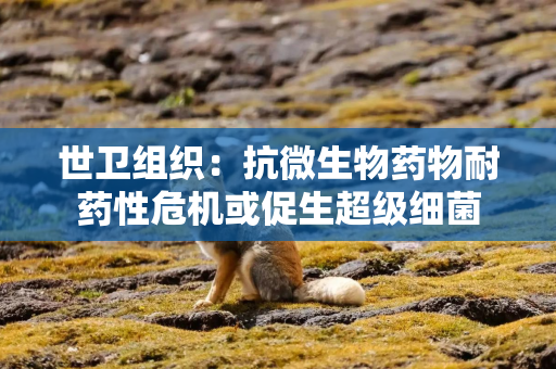 世卫组织：抗微生物药物耐药性危机或促生超级细菌