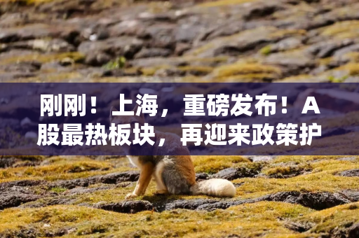 刚刚！上海，重磅发布！A股最热板块，再迎来政策护航！
