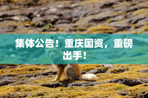 集体公告！重庆国资，重磅出手！