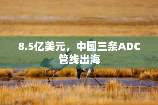 8.5亿美元，中国三条ADC管线出海