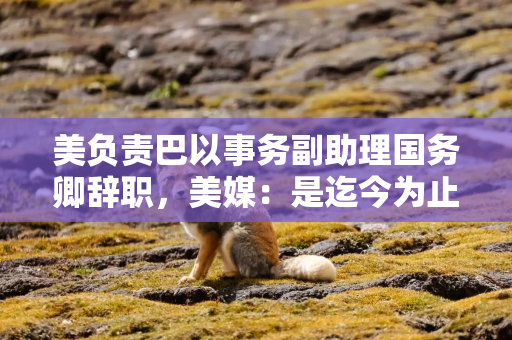 美负责巴以事务副助理国务卿辞职，美媒：是迄今为止辞职的最高级美国官员