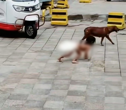 最新!公安机关对“野人小孩”父母展开调查,家人称将让孩子落户北京,同意不让孩子赤裸爬行,律师提醒